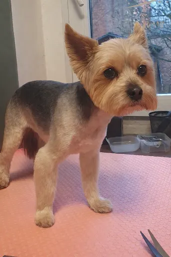 Salon pielęgnacji psów Toffife