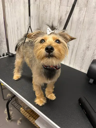 Sklep Zoologiczny Funia- Salon Pielęgnacji Zwierząt